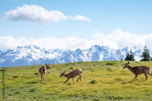 Doe running on green grass in mountains