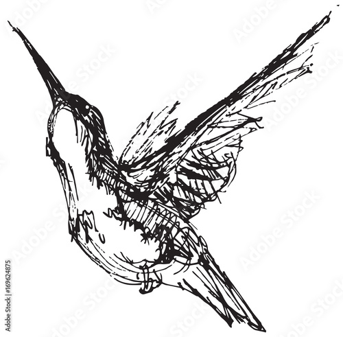 Vector illustration of a hummingbird in pen and ink style