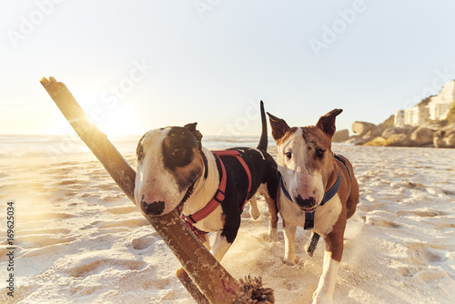 A dogs life, Sand sticks and sea. photo