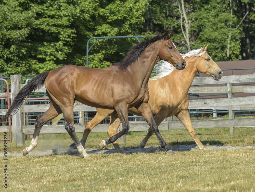 Tennessee walking horse and Thouroughbred pals Tennessee walking horse and Thouroughbred pals
