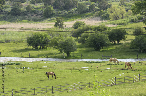 Quarter Horses graze near flowing stream  Durango  CO