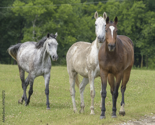 Fototapeta Naklejka Na Ścianę i Meble -  Three curious Thoroughbred horses
