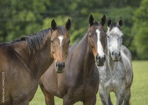 Herd of curious Thoroughbred horses