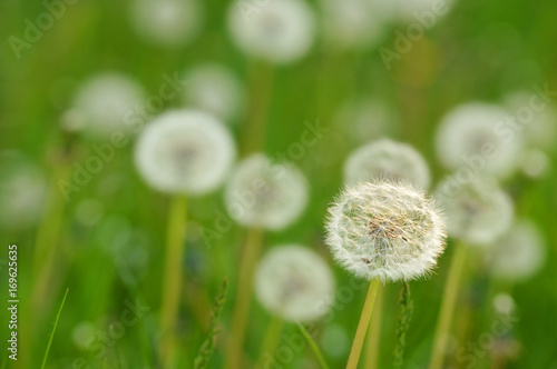 white Dandelions on a meadow, horizontal