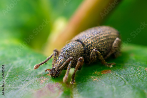 Weevil © KrzysztofPawel