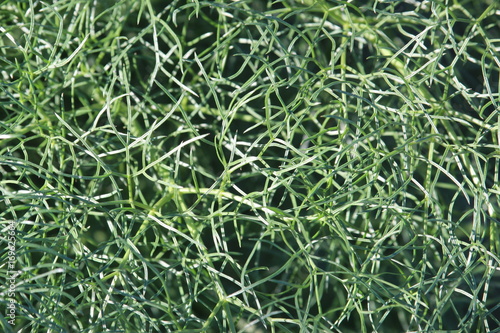 textura floral
