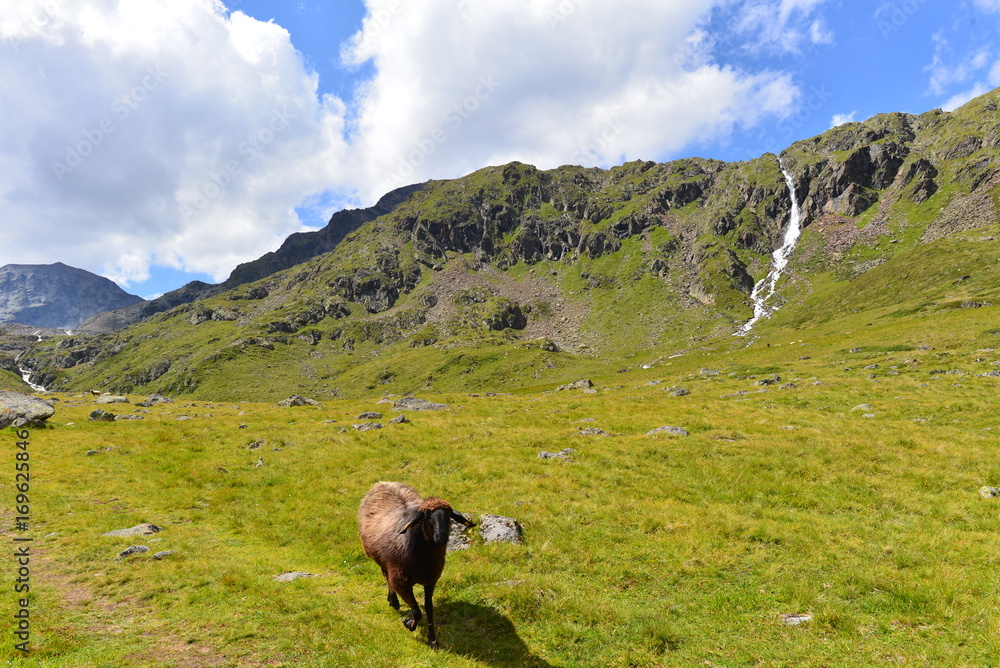 Schafe im Riffltal Kaunergrat/Ötztaler Alpen