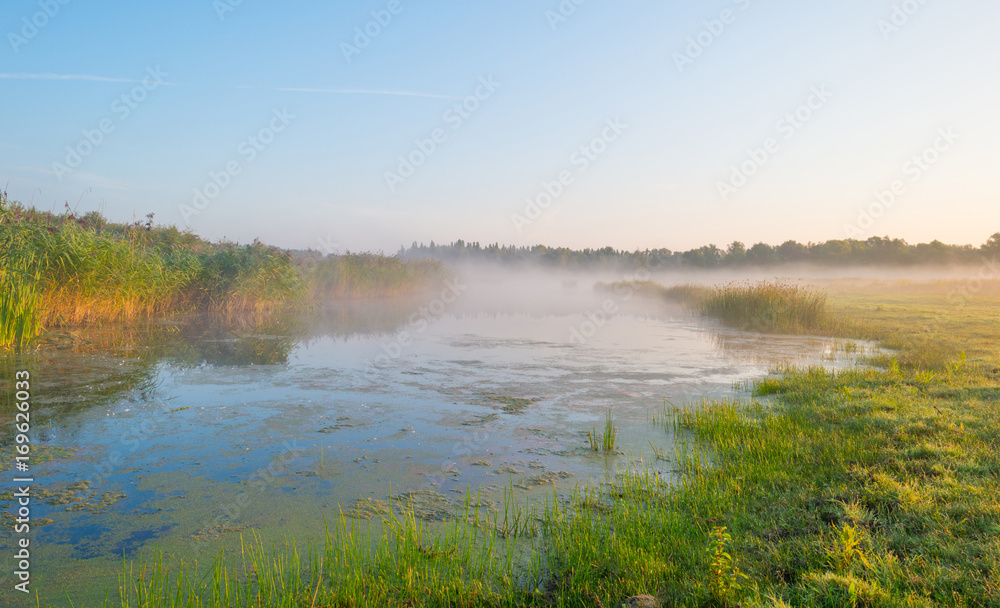 Shore of a misty lake at sunrise in summer