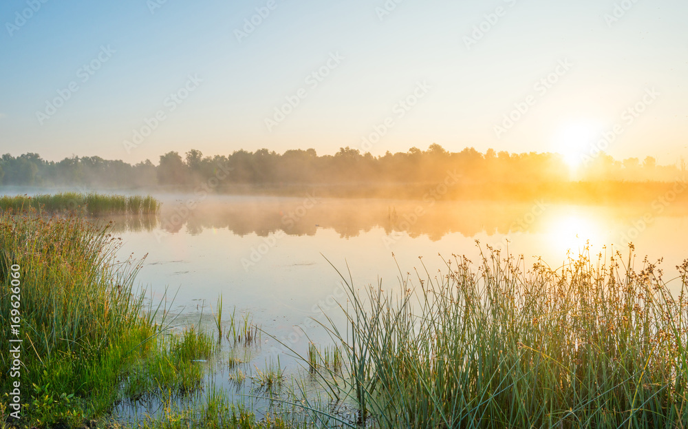 Fototapeta premium Shore of a misty lake at sunrise in summer
