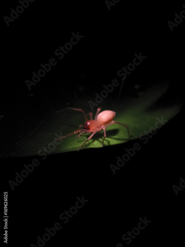 Aranha-corredora-noturna (Cheiracanthium inclusum) | Yellow Sac Spider fotografado em Baixo Guandú, Espírito Santo -  Sudeste do Brasil. Bioma Mata Atlântica. photo