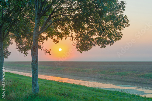 Trees along a canal through a misty field at sunrise in summer