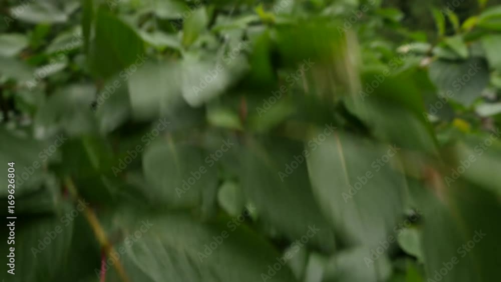 Rain Drops On Green Leaves Summer Day Rain Drops On Green Leaves Summer Day