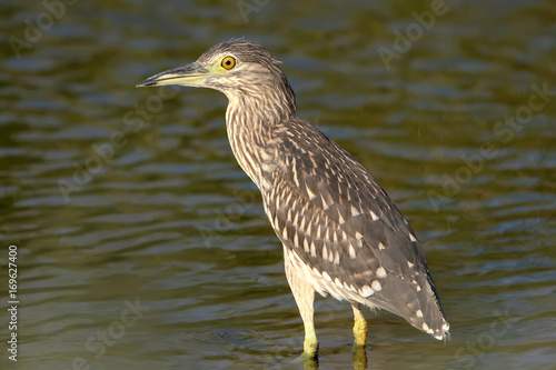 Close up detailed portrait of young night heron stand on the water.