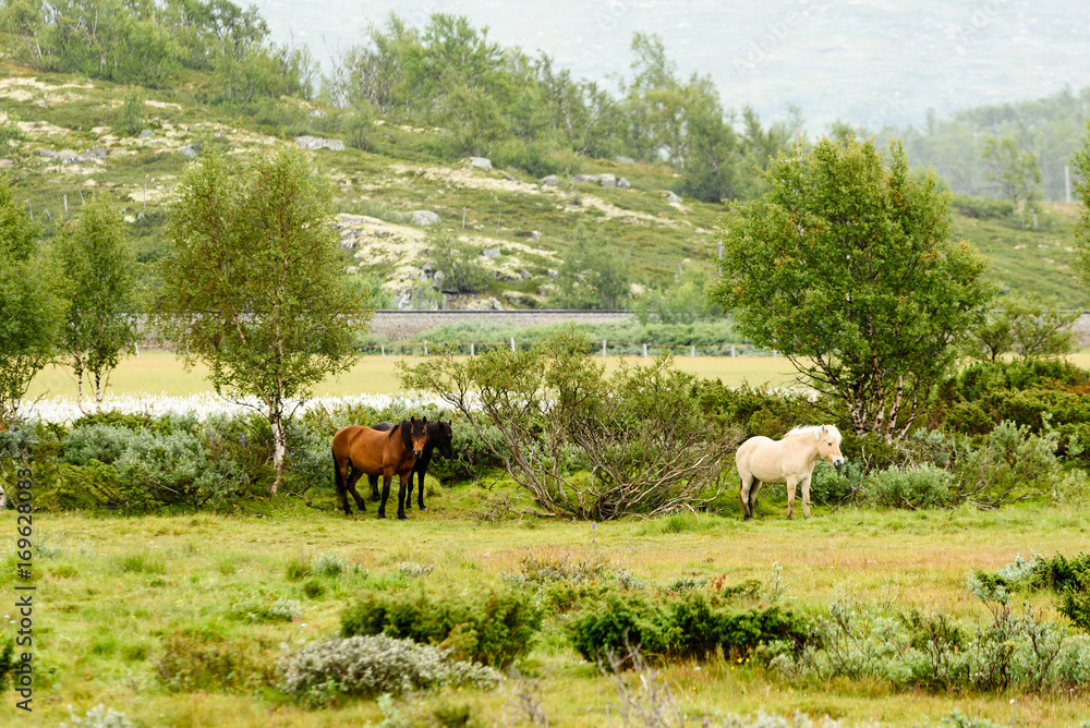 Obraz premium Group of horses standing calmly in pouring rain. Mountain landscape in background.