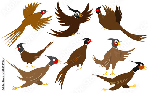 Pheasant game birds vector Illustration