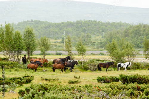 Group of horses standing calmly in pouring rain. Mountain landscape in background.