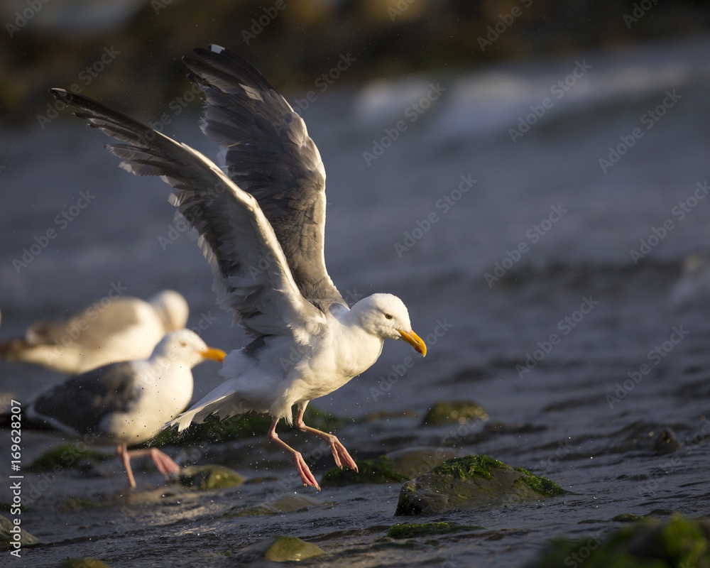 Seagull birds, summer in California Seagull birds, summer in California