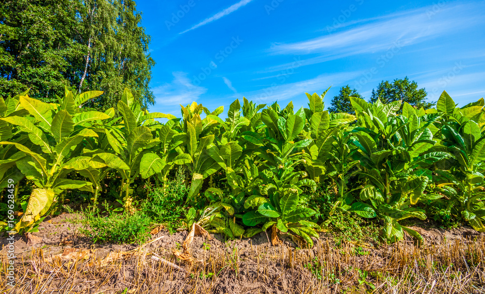 Tobacco field Tobacco field