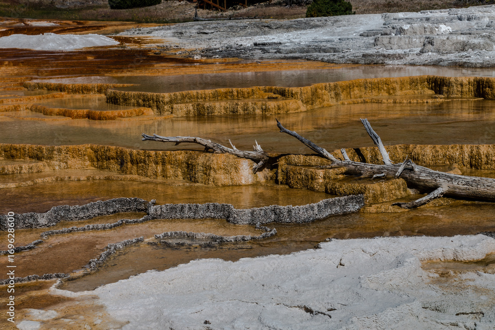 Mammoth Hot Springs