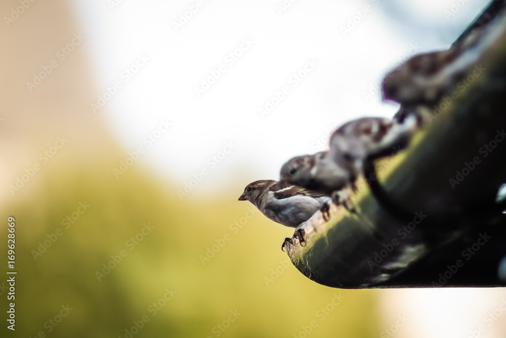 Obraz premium moonrakers birds