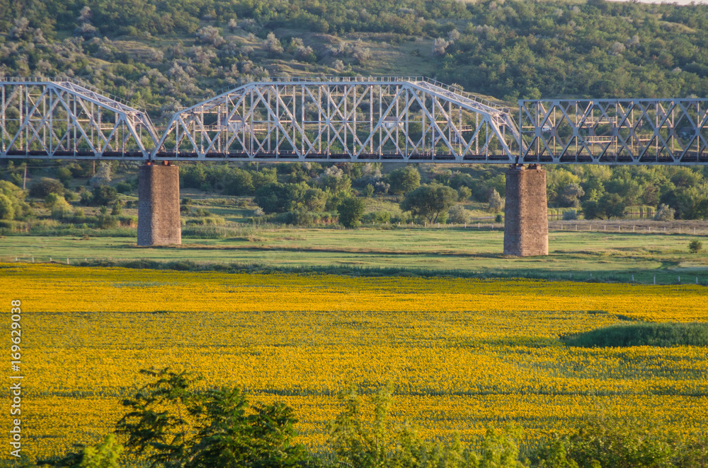 Fototapeta premium Rapeseed field and railway bridge