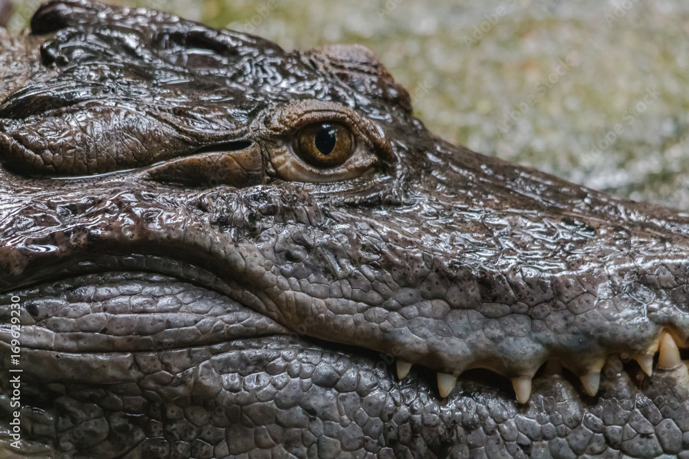 Obraz premium Crocodile close up