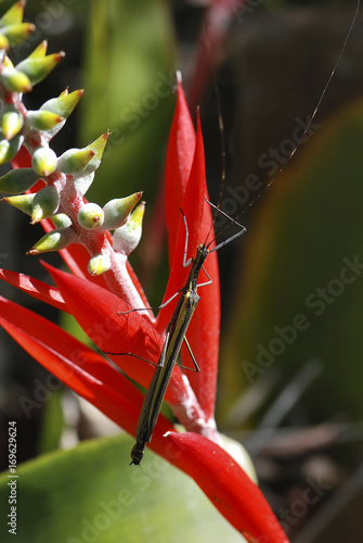 Bicho-pau Paraphasma marginale (Paraphasma marginale) | Stick insect fotografado em Guarapari, Espírito Santo -  Sudeste do Brasil. Bioma Mata Atlântica. photo