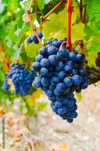Ripe red wine grape ready to harvest and wine production