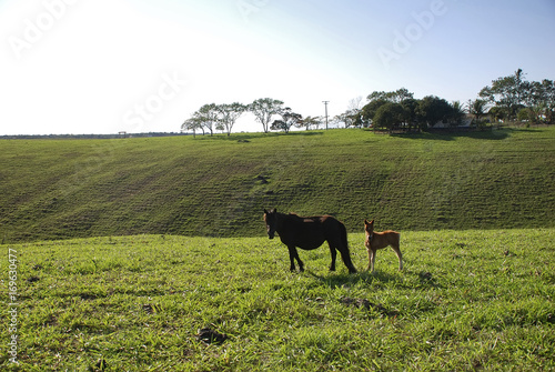 Égua e Potro (Equus ferus) | Horse and Foal fotografado em Guarapari, Espírito Santo -  Sudeste do Brasil. Bioma Mata Atlântica. photo