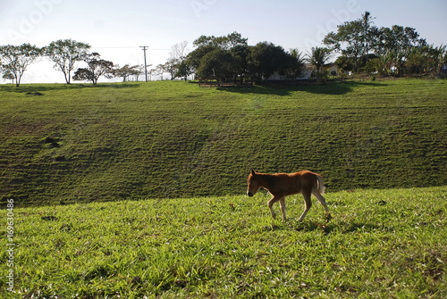 Potro (Equus ferus) | Foal fotografado em Guarapari, Espírito Santo -  Sudeste do Brasil. Bioma Mata Atlântica.