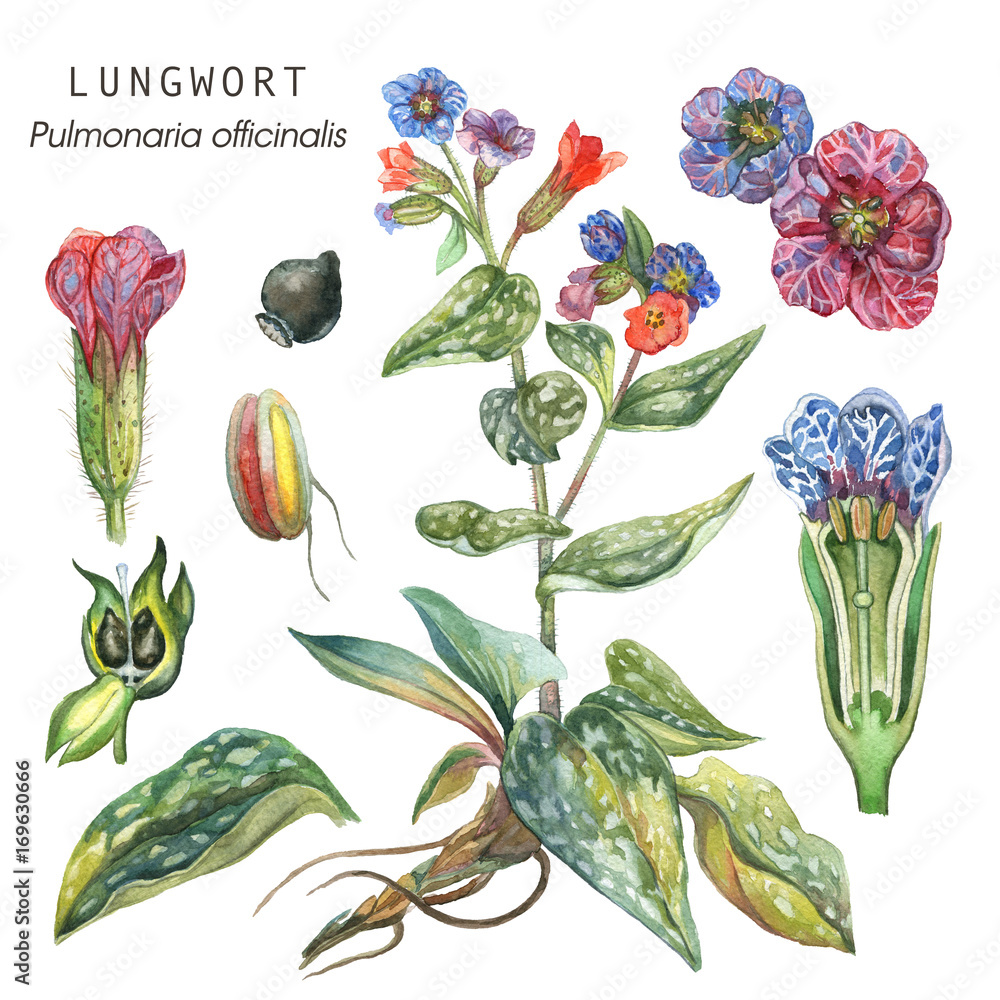 Botanical illustration of a medicinal plant Longwort (Pulmonaria