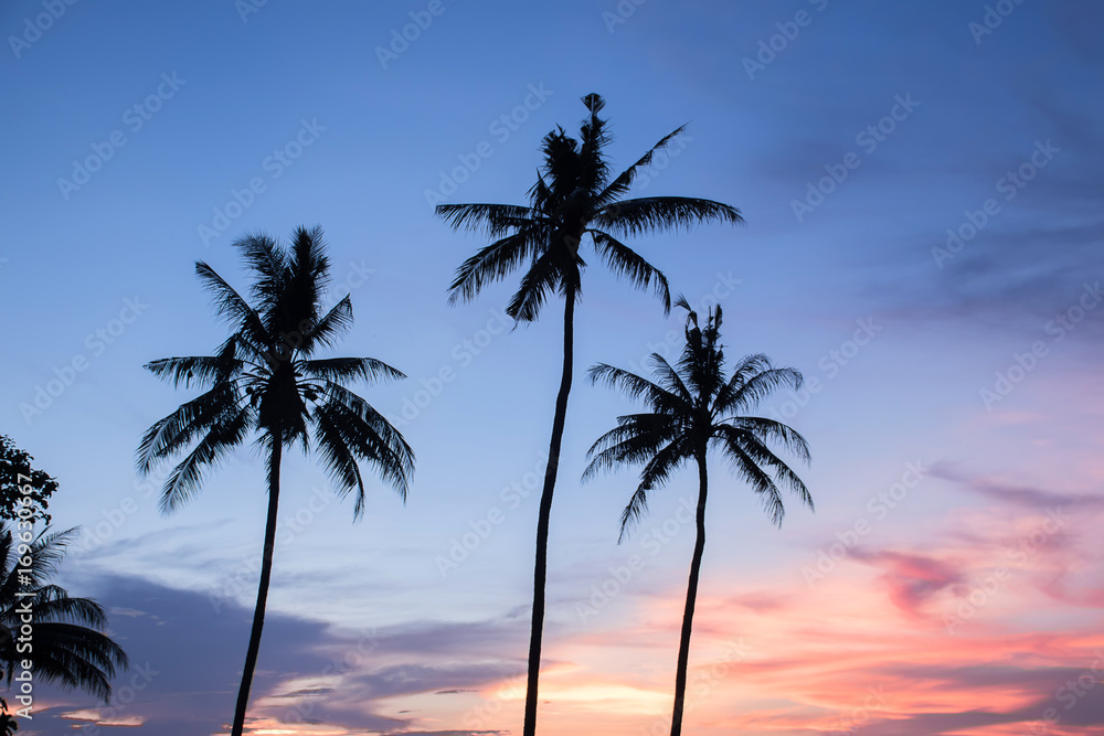 coconut tree during sunset