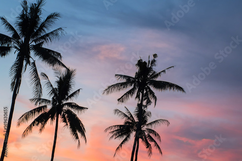 coconut tree during sunset © aedkafl