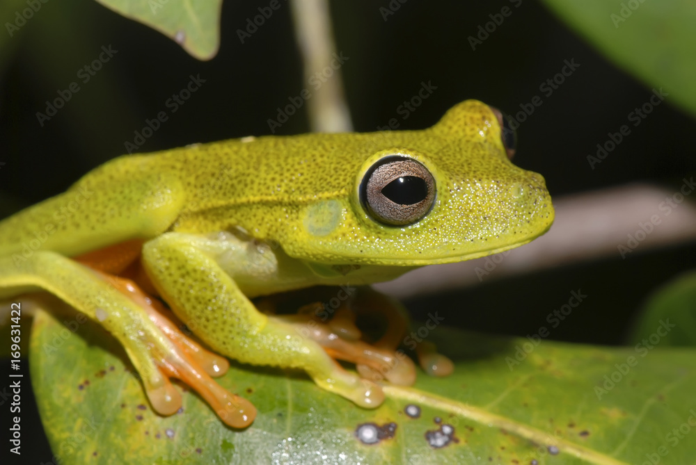 Obraz premium Perereca-verde (Hypsiboas albomarginatus) | White-banded tree frog fotografado em Guarapari, Espírito Santo - Sudeste do Brasil. Bioma Mata Atlântica.