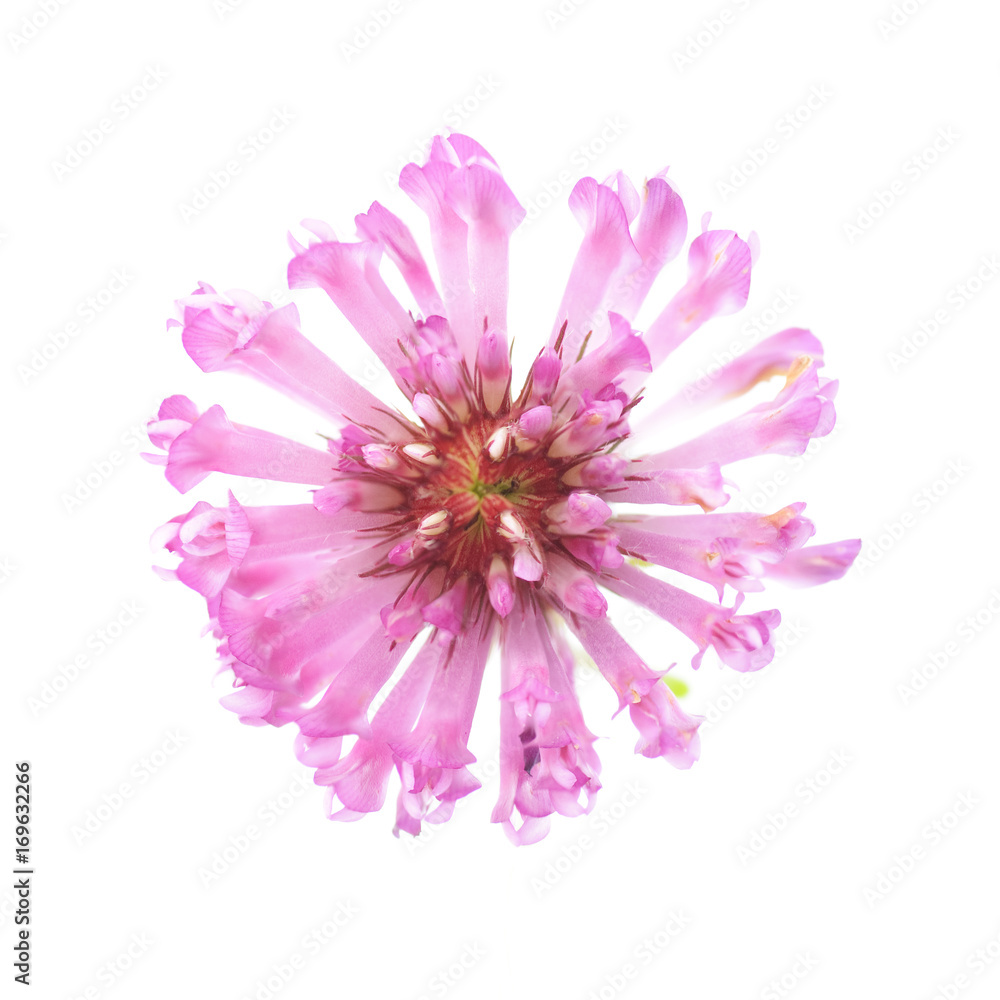flower of red clover on a white background
