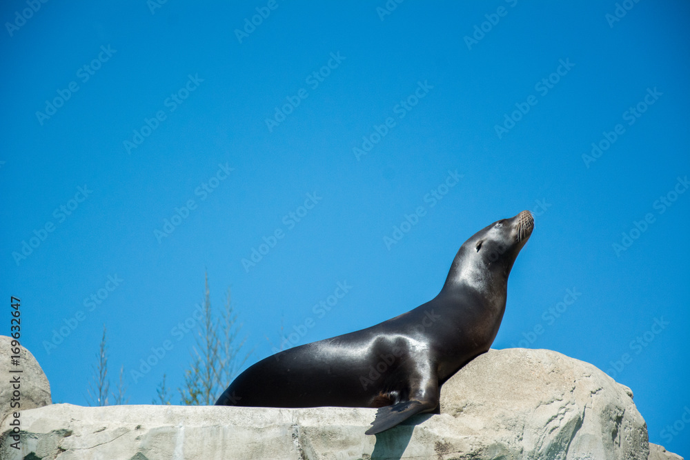 Naklejka premium ZOO