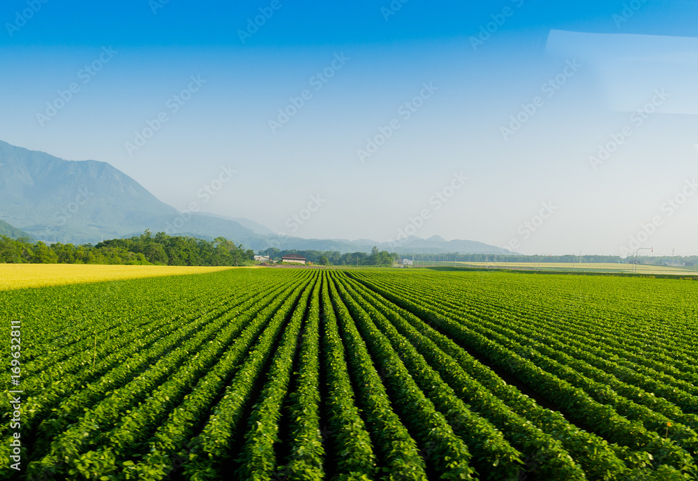 Soy bean row farm with a Tractor in Niseko Hokkaido Japan summer