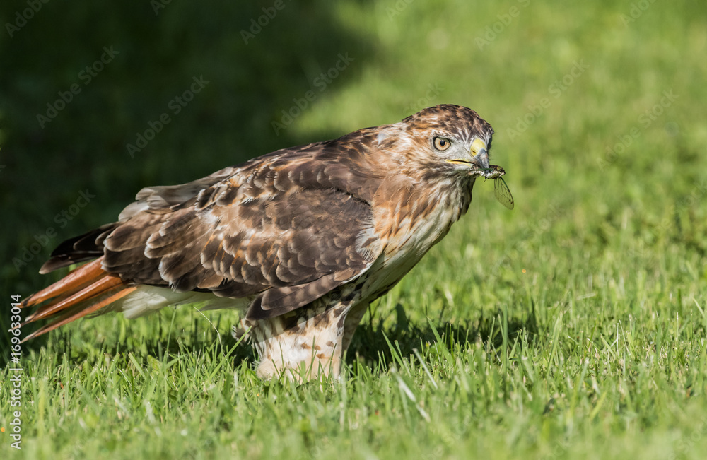 Fototapeta premium Red Tailed Hawk