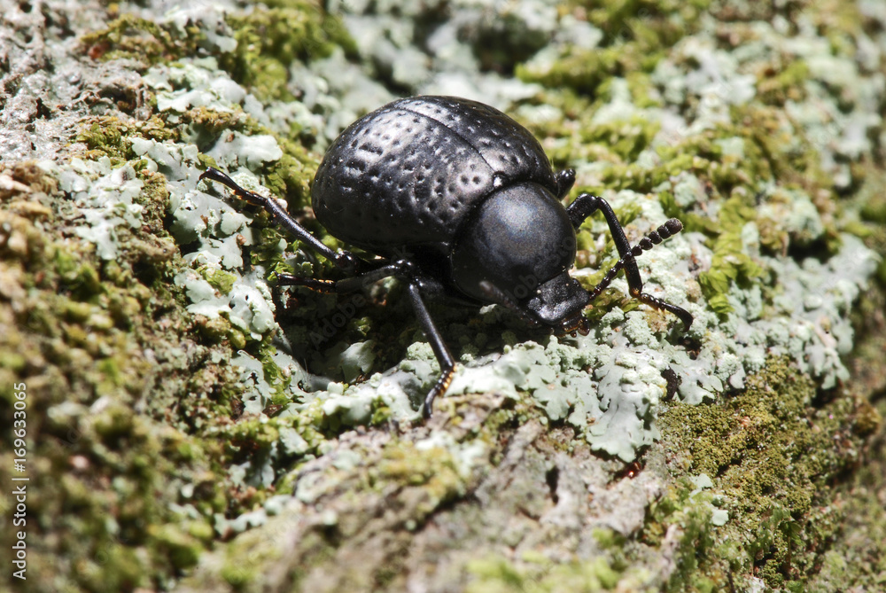 Besouro tenebrionidae (tenebrionidae) | Darkling beetle fotografado em Guarapari, Espírito Santo - Sudeste do Brasil. Bioma Mata Atlântica. Besouro tenebrionidae (tenebrionidae) | Darkling beetle fotografado em Guarapari, Espírito Santo - Sudeste do Brasil. Bioma Mata Atlântica.