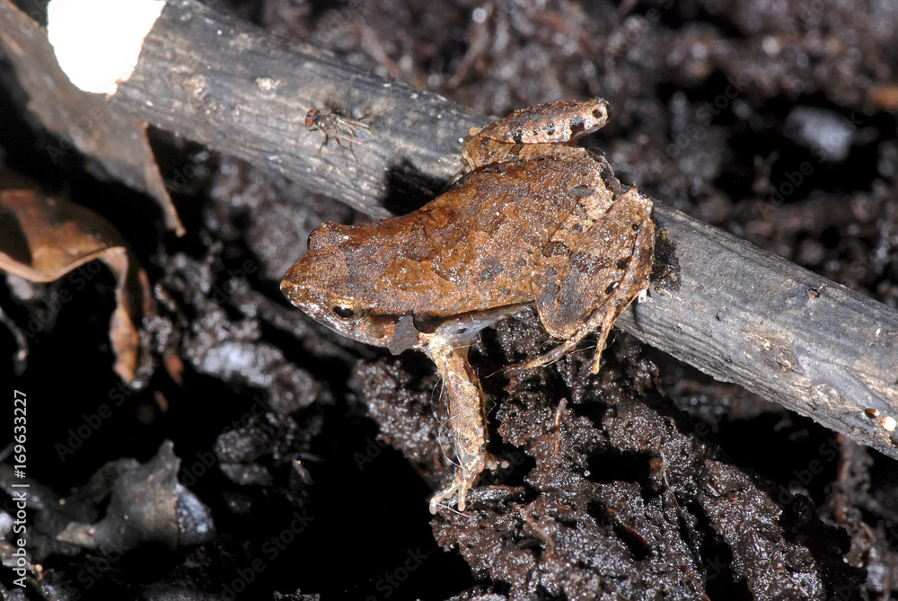 Rãzinha-do-folhiço (Physalaemus crombiei) |Crombie’s Dwarf Frog fotografado em Guarapari, Espírito Santo - Sudeste do Brasil. Bioma Mata Atlântica. Rãzinha-do-folhiço (Physalaemus crombiei) |Crombie’s Dwarf Frog fotografado em Guarapari, Espírito Santo - Sudeste do Brasil. Bioma Mata Atlântica.