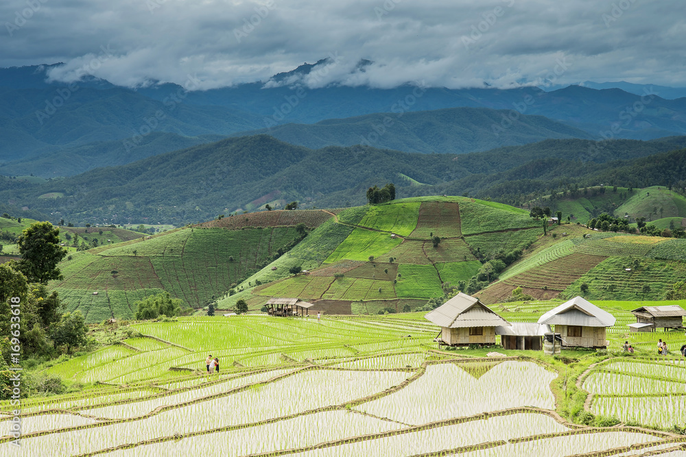 Obraz premium Terraced Paddy Field in Mae-Jam Village , Chiang Mai Province ,