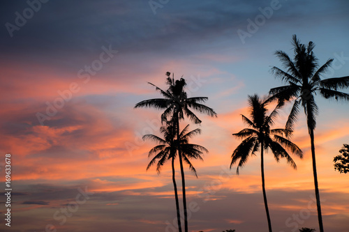 coconut tree during sunset © aedkafl