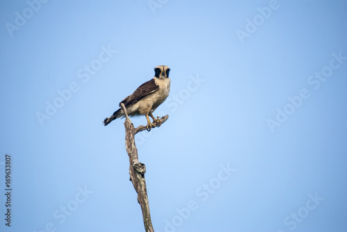 Acauã (Herpetotheres cachinnans) | Laughing Falcon fotografado em Guarapari, Espírito Santo -  Sudeste do Brasil. Bioma Mata Atlântica. photo