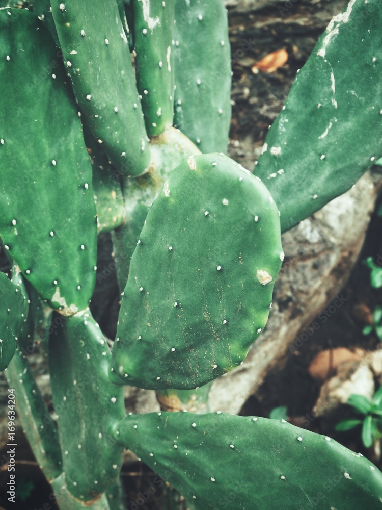 Cactus Cactus