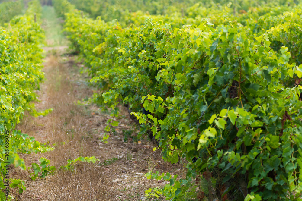 Vineyard in Domaine de Maguelone near Montpellier, South France, red wine grape Vineyard in Domaine de Maguelone near Montpellier, South France, red wine grape
