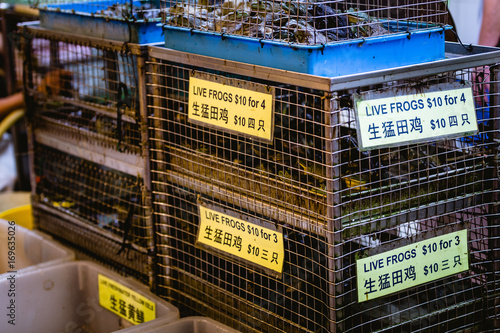 Cage full of frogs for sale