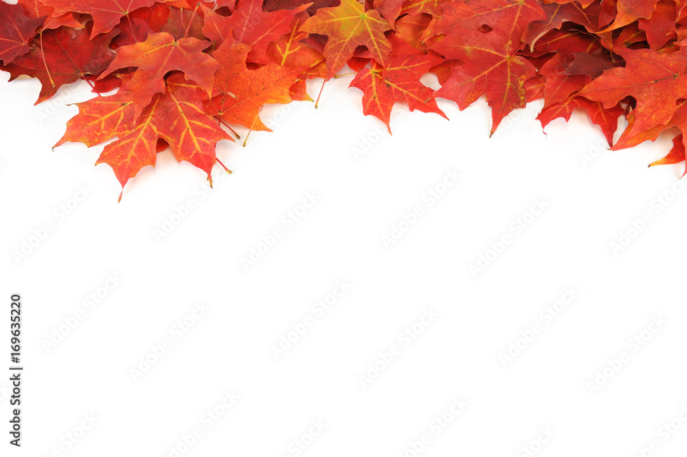 colorful autumn maple leaves frame isolated on white background colorful autumn maple leaves frame isolated on white background