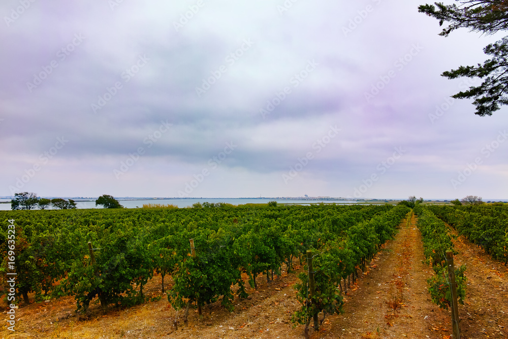 Vineyard in Domaine de Maguelone near Montpellier, South France, red wine grape