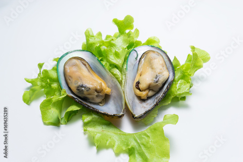 New Zealand shells on a white background