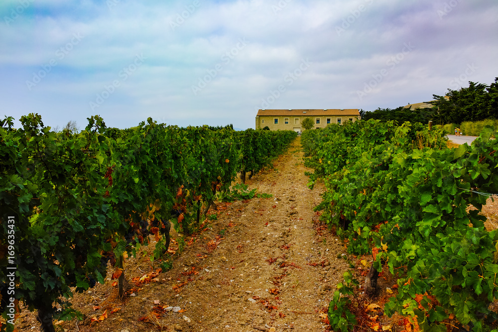 Obraz premium Vineyard in Domaine de Maguelone near Montpellier, South France, red wine grape
